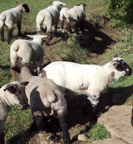 Number of Northern sheep being imported drops 7%