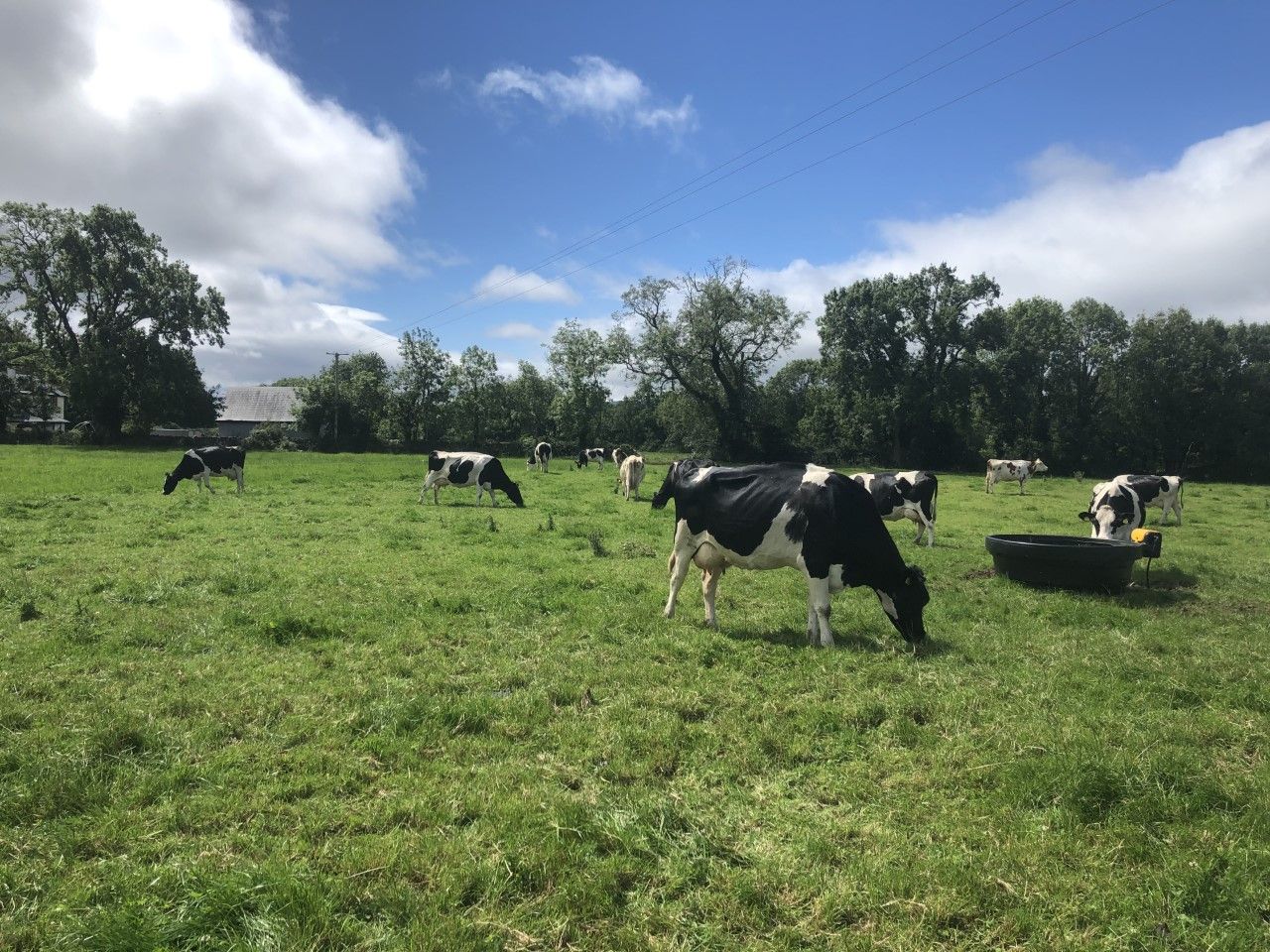 Dairy Focus: Milking 46 cows through a 6-unit parlour in Co. Mayo
