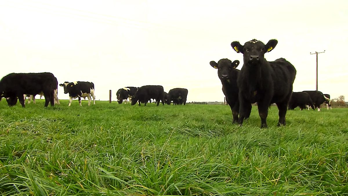 Commission to propose 'permits' for farms with 100 cows or more