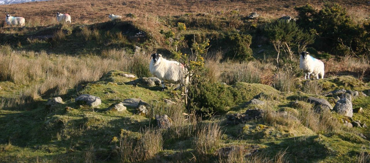 Gardaí investigating theft of 11 sheep in Co. Carlow
