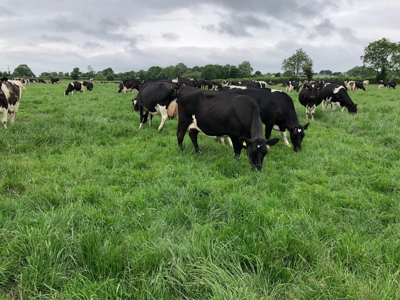 Dairy Focus: Going from 80 to 250 cows in the space of 5 years