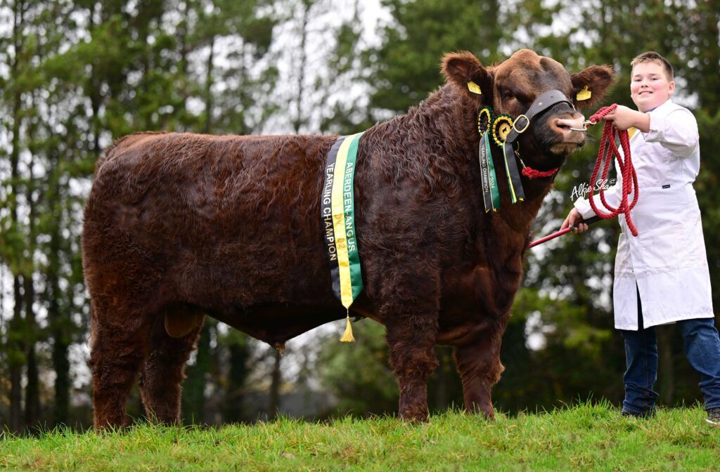 Jamie Dodd exhibited the yearling champion Glenbrae Red Mario Z177. Source: Alfie Shaw, Agri-Images