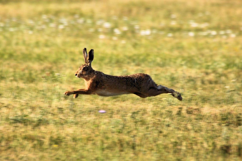 Gardaí arrest man on suspicion of illegal hare hunting in Co. Clare