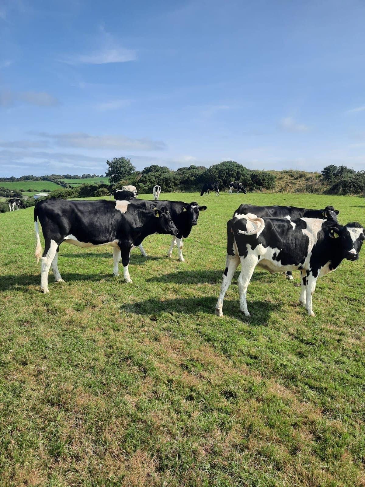 Bandon Mart dairy sale achieves top price of €1,680