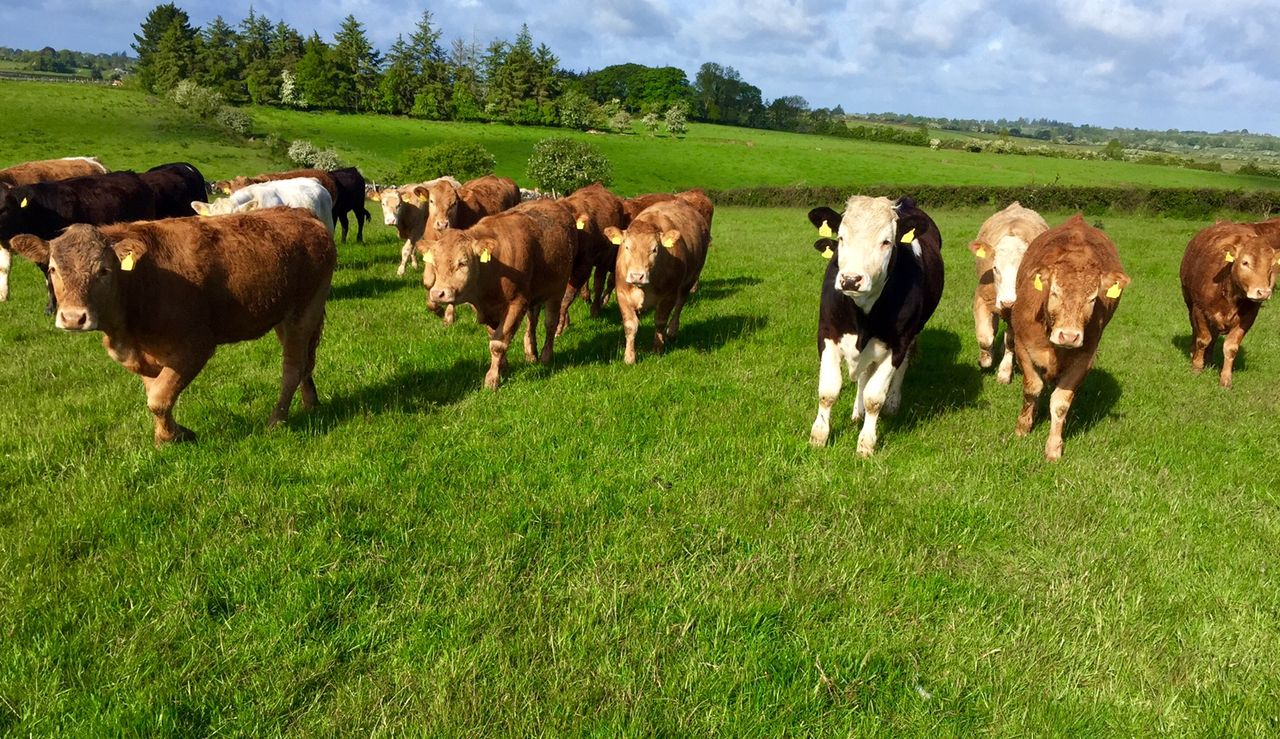 Interim Nitrogen and Phosphorus statements for cattle online