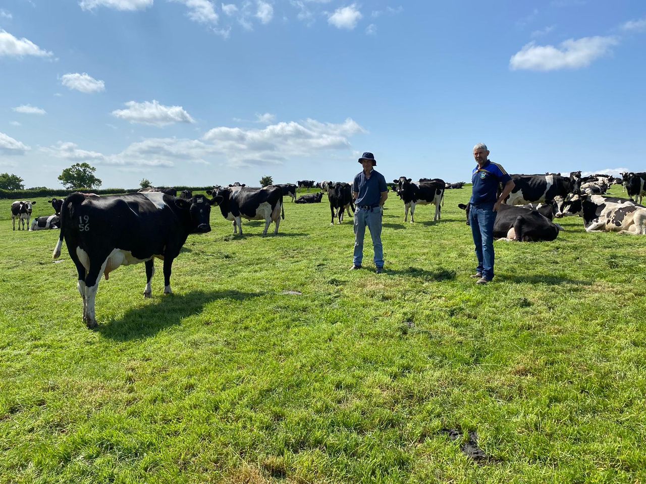 Tipp dairy farmers producing Advantage-spec beef calves