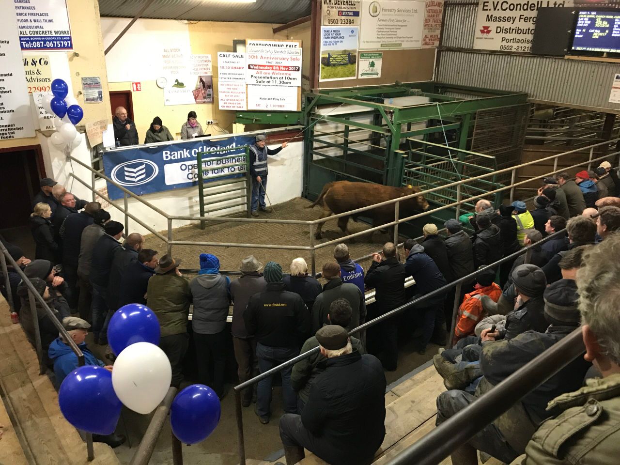 Cattle marts: Continental calves trade for €250-435/head at Tullow Mart