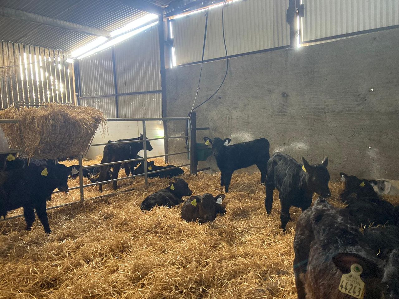 ABP Demo Farm: Rearing 340 calves and getting cattle to grass