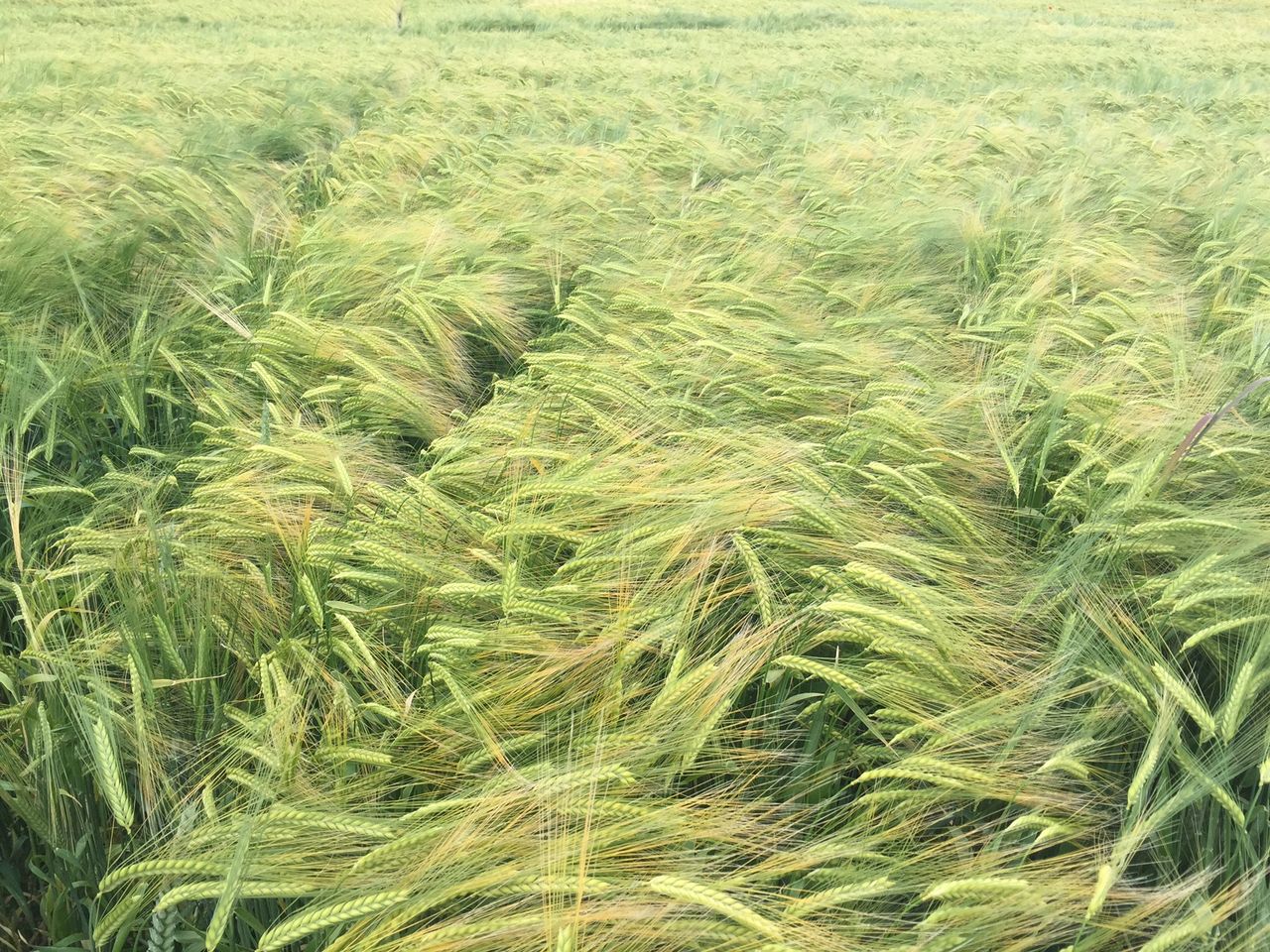 New weed and insect protection options from Dow Agrosciences