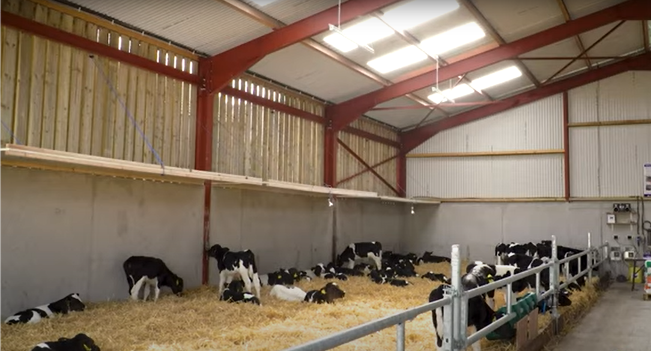 Perfecting conditions within calf housing this spring