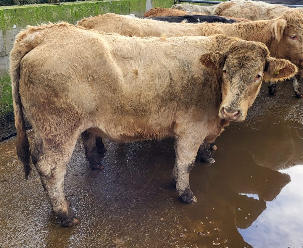 This 615kg Charolais heifer sold for €1,820 or €2.96/kg