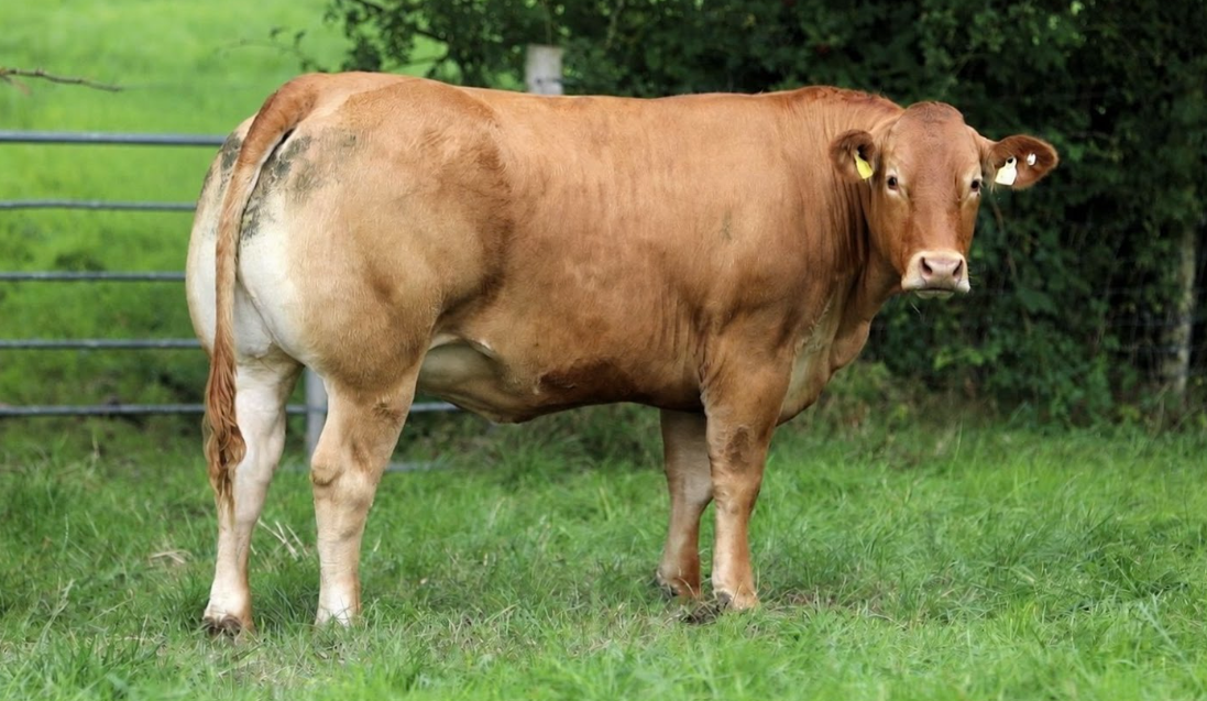 Gallery: Emyvale farmer gears up for in-calf heifer sale at Ballybay Mart