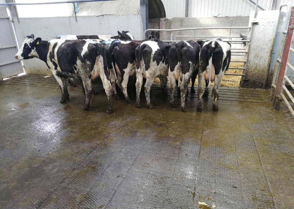 Tullow Mart dairy sale sees prices reaching €1,700