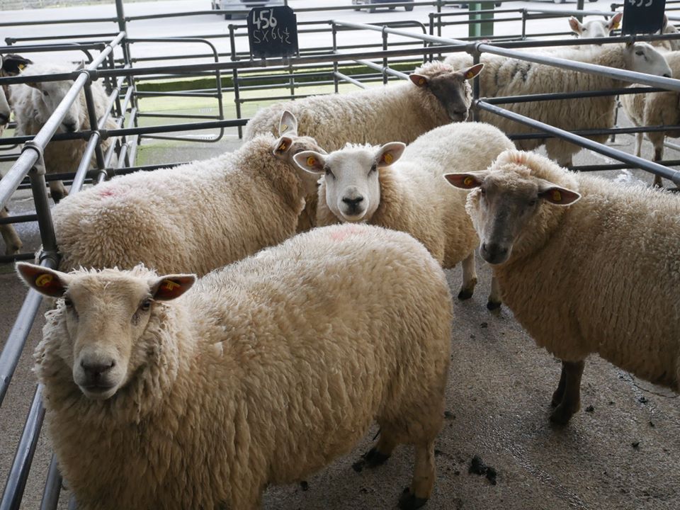 Sheep marts: Steady trade all round prior to closure of livestock marts