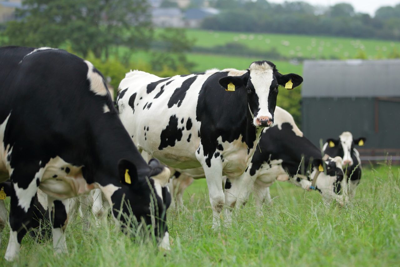 ICMSA warns co-ops not to pass retailer price cuts onto farmers