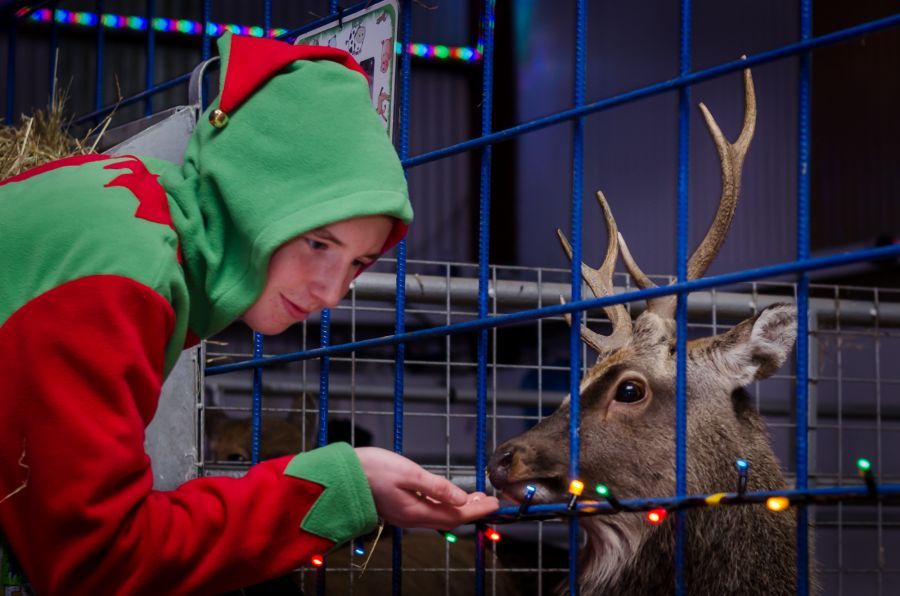 Festive times at Kia Ora Mini Farm
