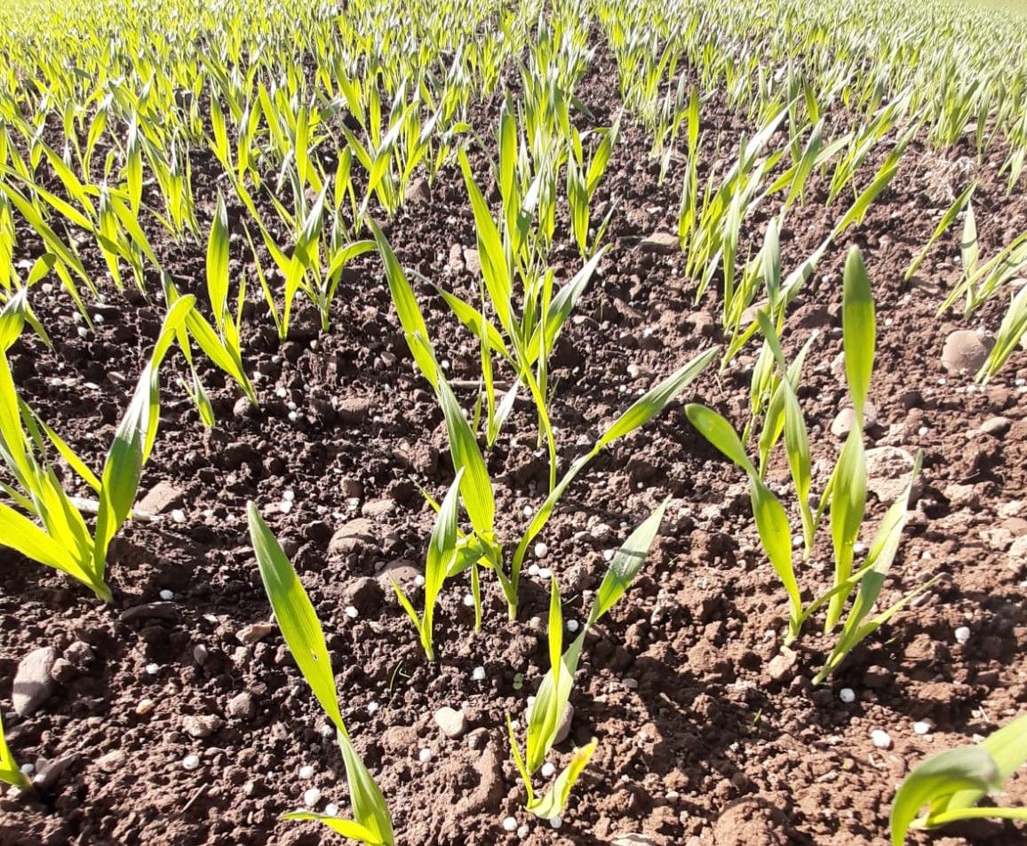 Crop walking: Spring barley comes into focus in Co. Cork