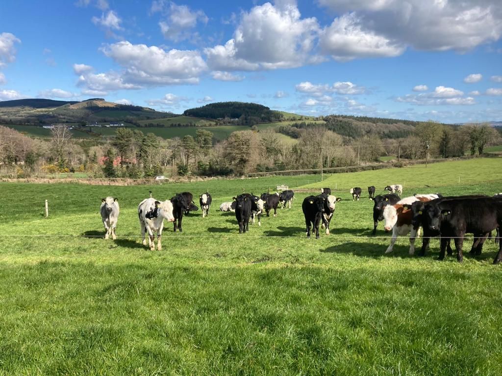 ABP Demo Farm: Managing over 400 beef cattle at grass