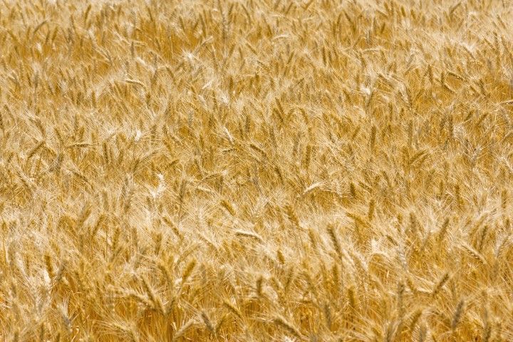 Annexed Crimea set to knock 6.5 -7.5m tonnes of Ukraine gross yield