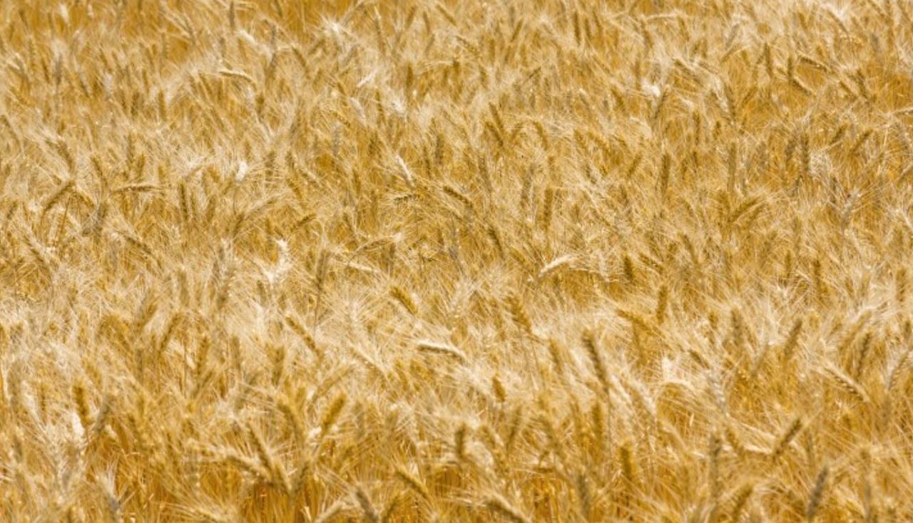 EU Commission restricts Ukrainian grain imports to 5 countries