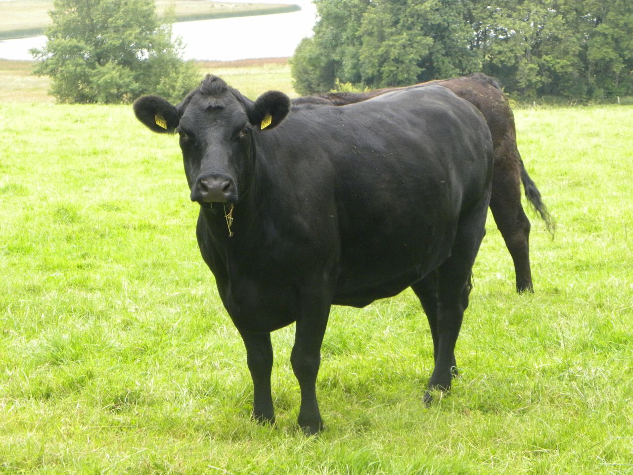 Crossborder group to investigate livestock theft