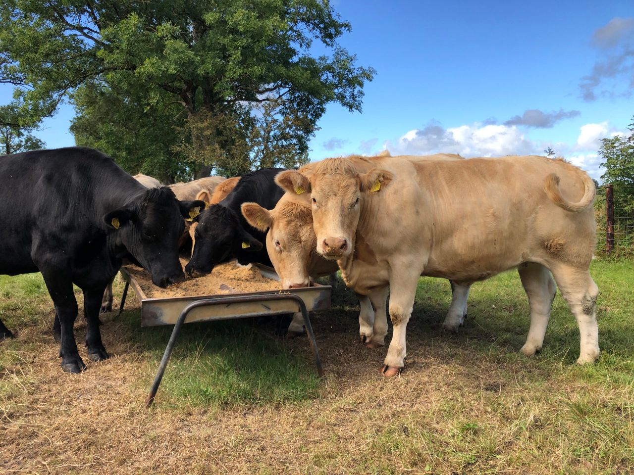 Factory quotes: Suckler beef 'scarce' as price edges up
