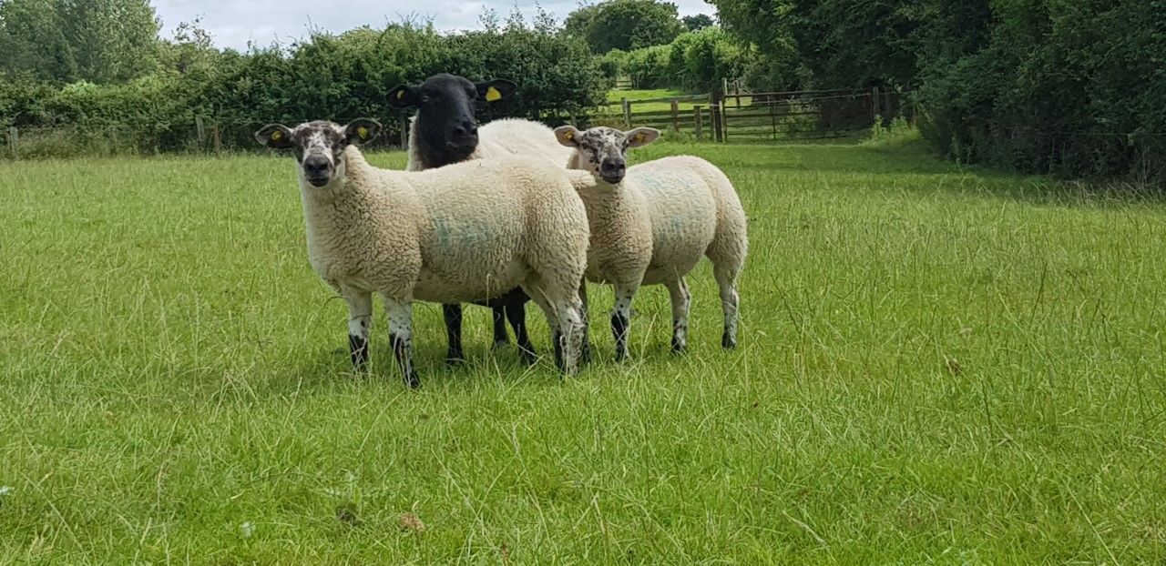 DAERA: Avoid 'showering' sheep during sheep scab treatment