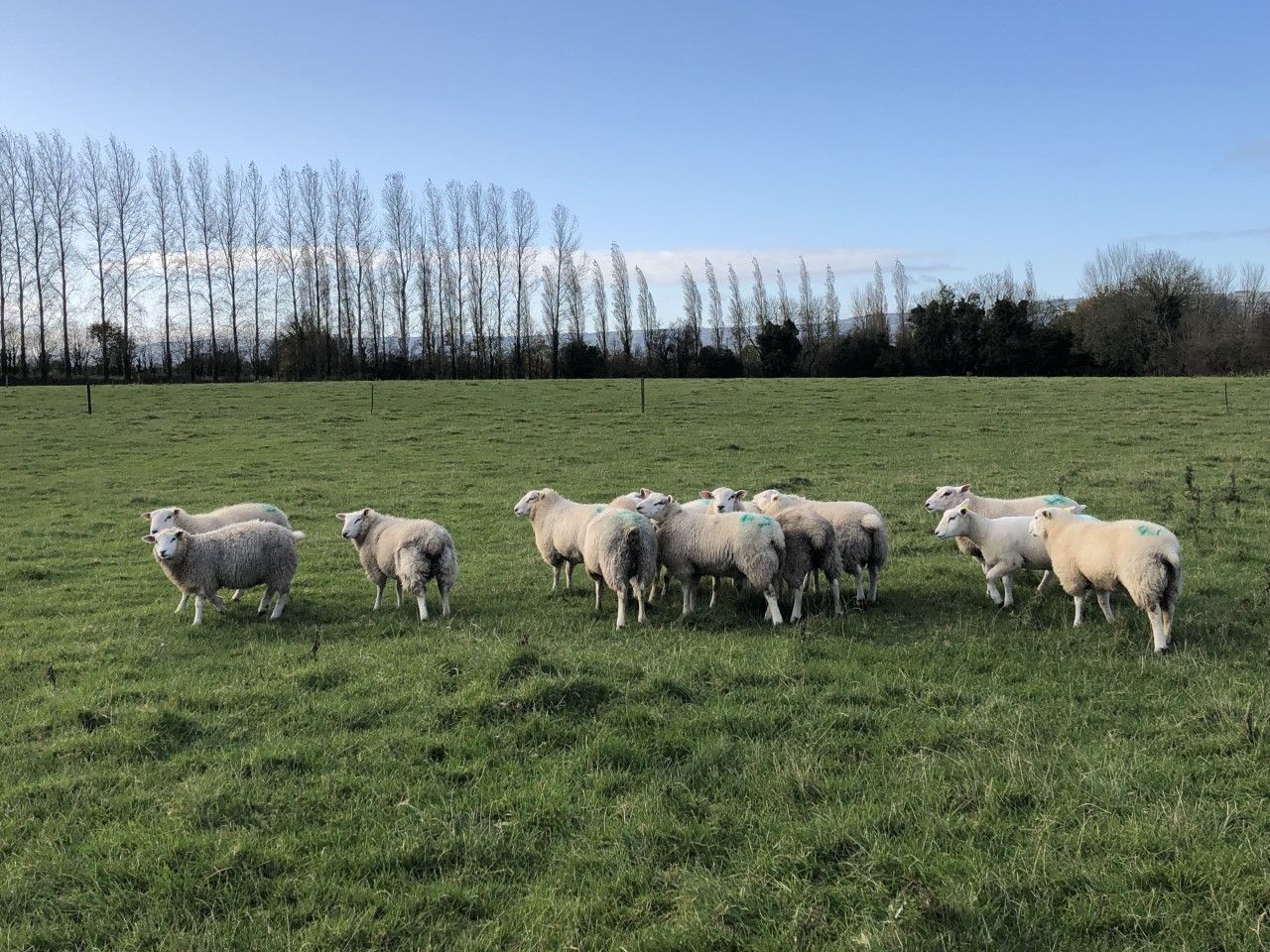 '€9/kg for lambs to be got' as farmers hold back to get weights up