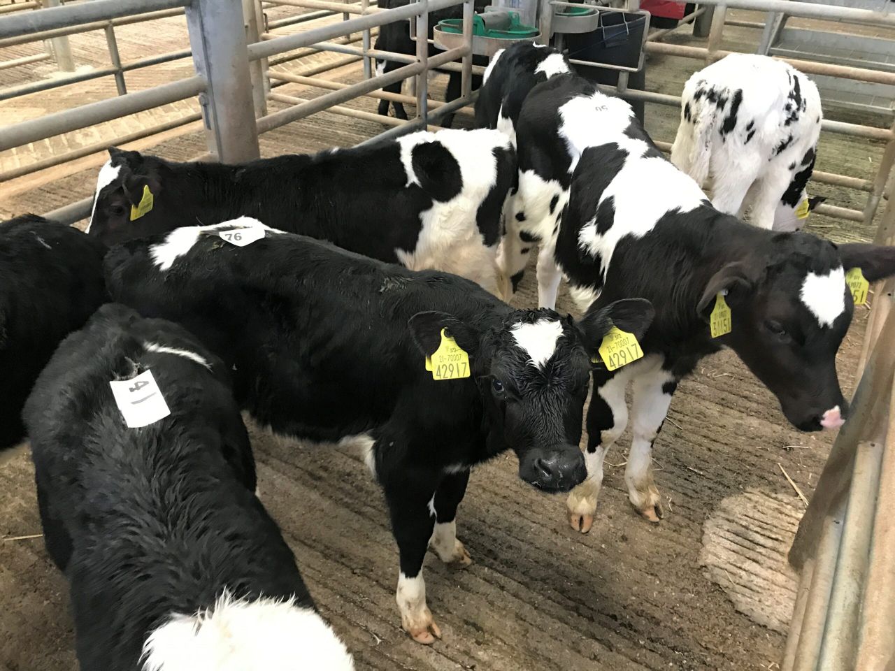 Pics and prices: Calves trade for €50-290/head at Fermoy Mart