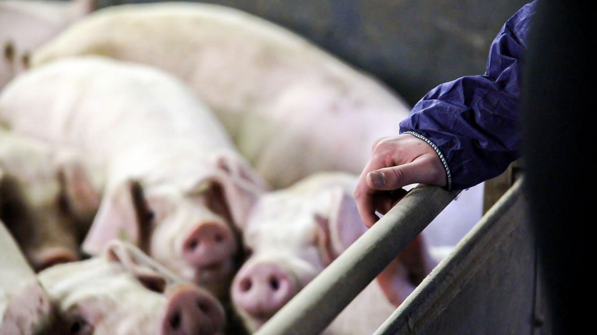 Pig farm worker awarded over €11,500 in untaken leave