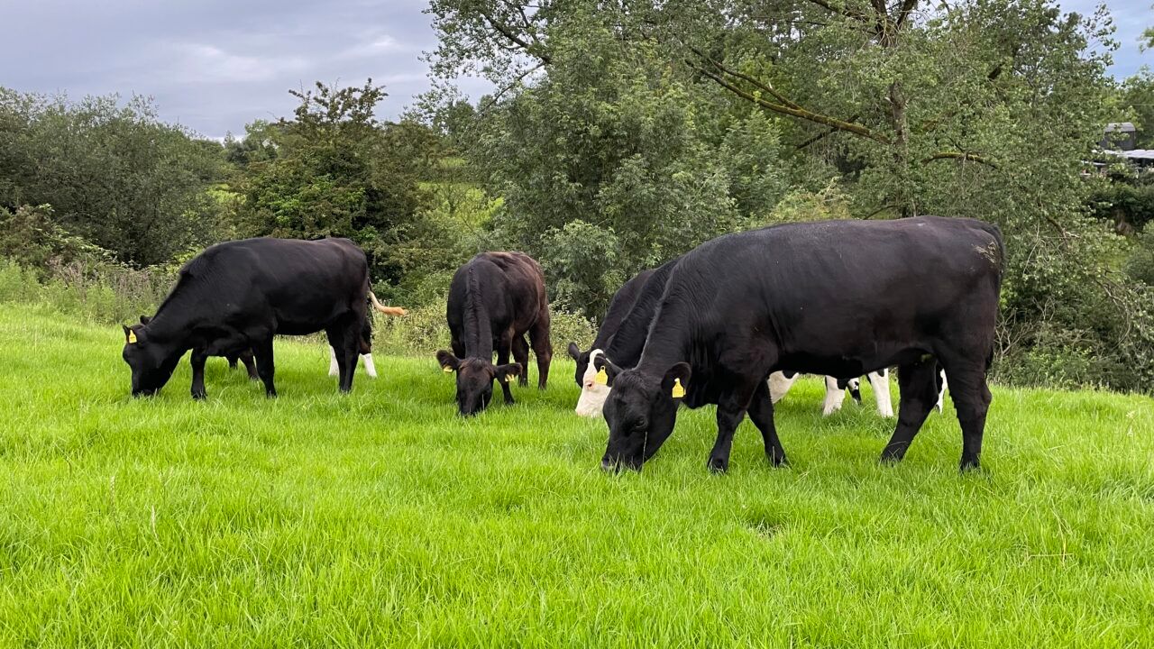 Beef kill: Strong cattle supply despite talk of numbers falling
