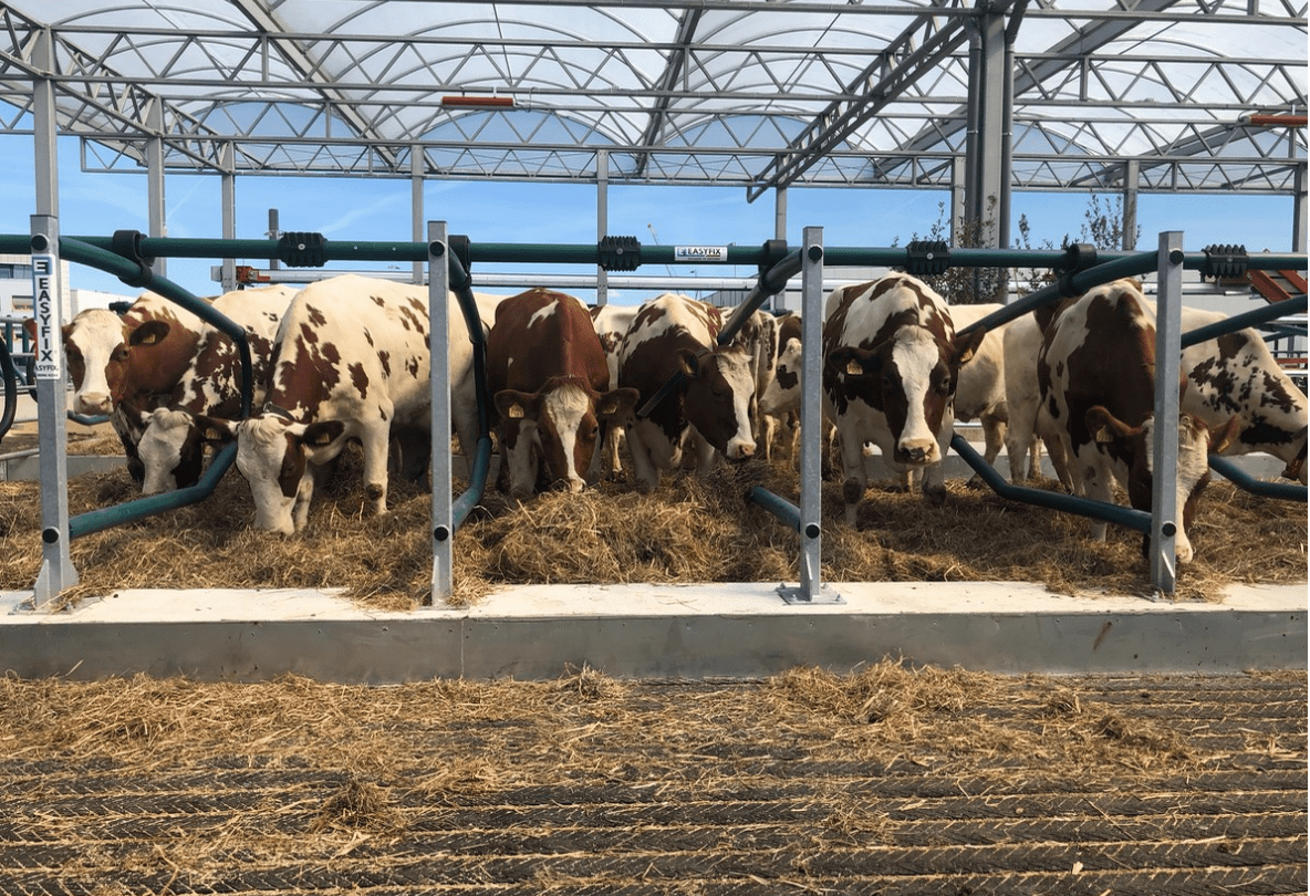 Cows arrive aboard 'world’s first' floating farm in Dutch city