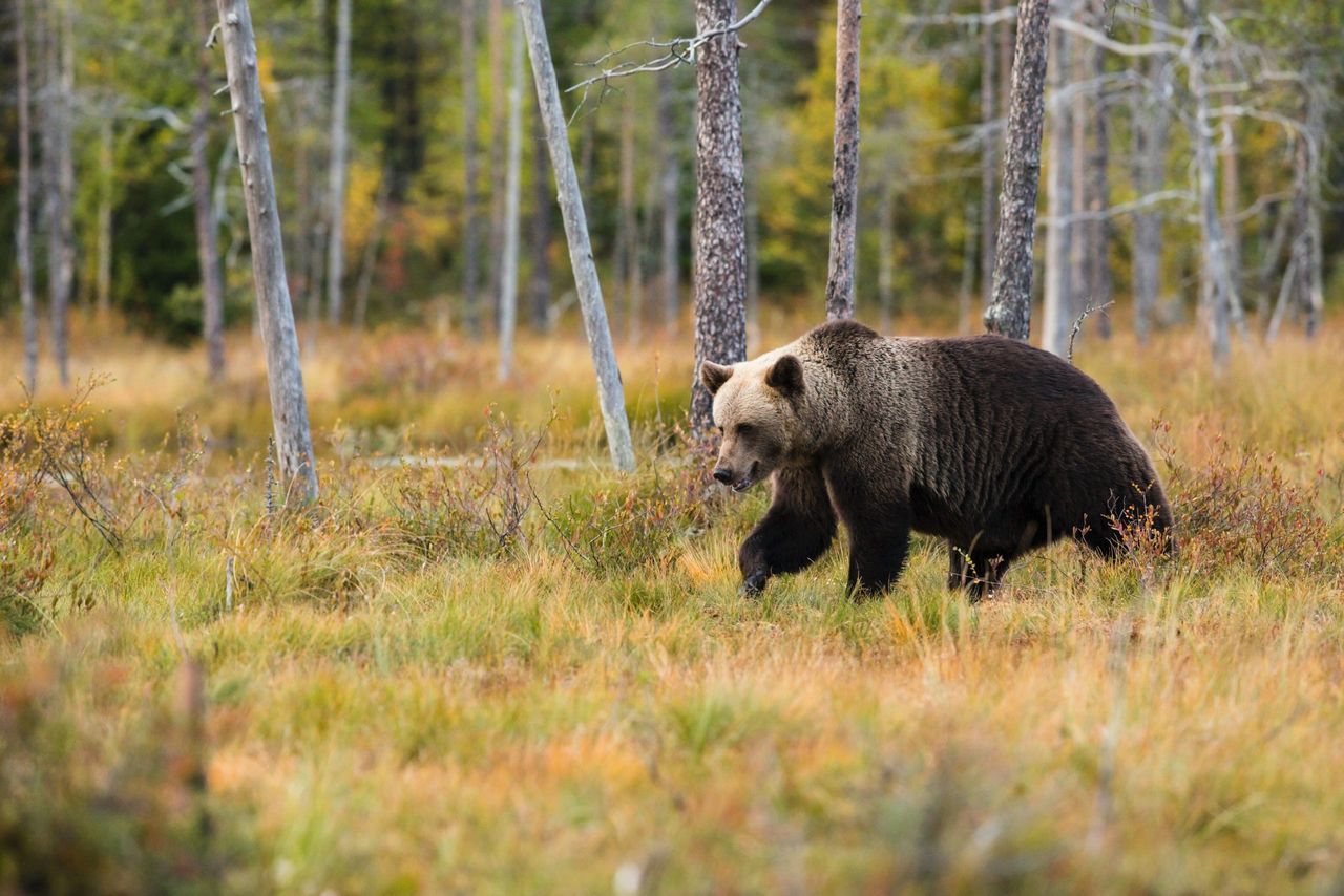 Increasing carnivore population threatens EU livestock - Copa-Cogeca