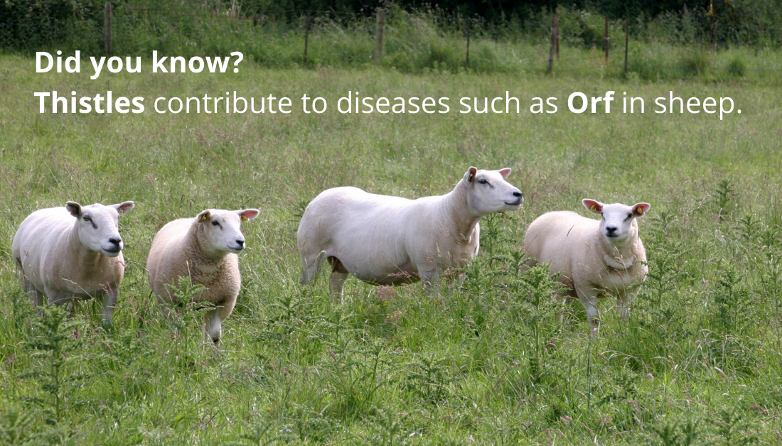 Did you know? Thistles contribute to diseases such as Orf in sheep