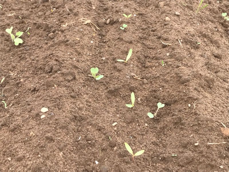 Crop walking: Beet weeds top of the agenda in Co. Laois