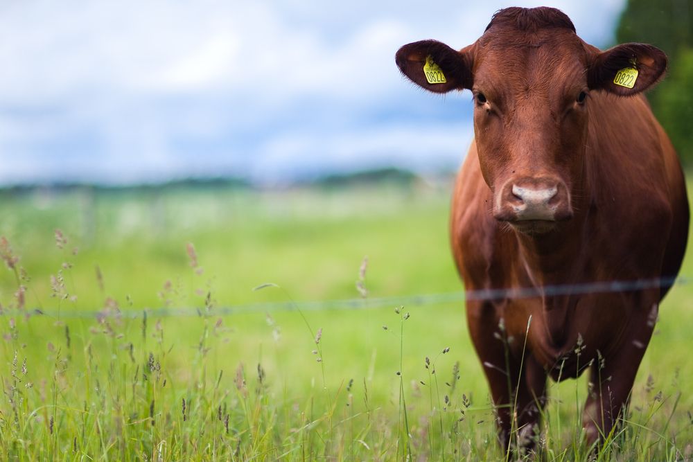 Livestock are getting more aggressive and unpredictable, says HSA