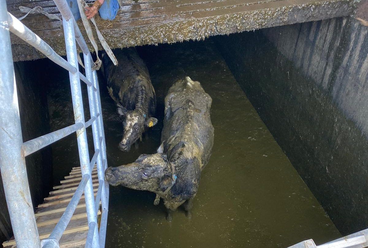 ‘It could’ve been a disaster’ says farmer after cows fall into slurry pit