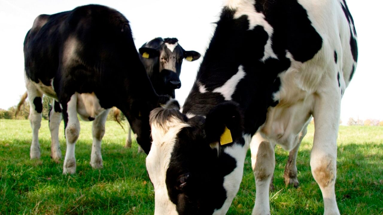 Online system opens for 2026 nitrates derogation applications