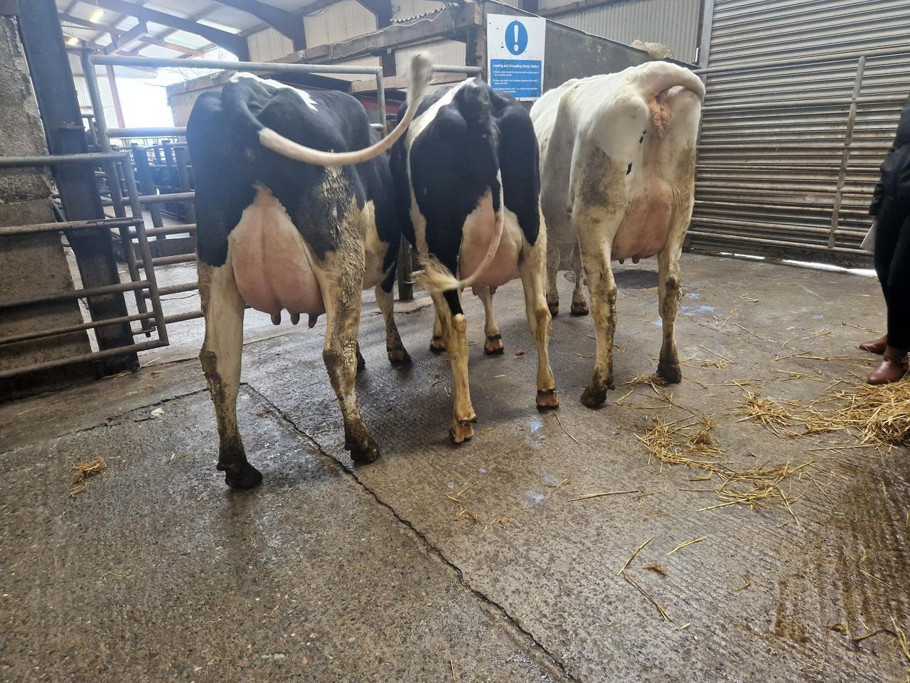 Top price of €3,340 at Kerry Holstein Friesian Breeders sale