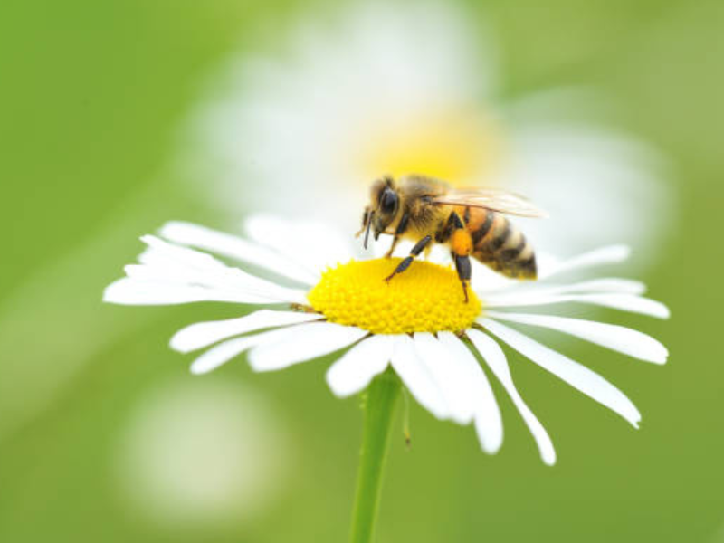 New guide on developing traditional orchards for pollinators