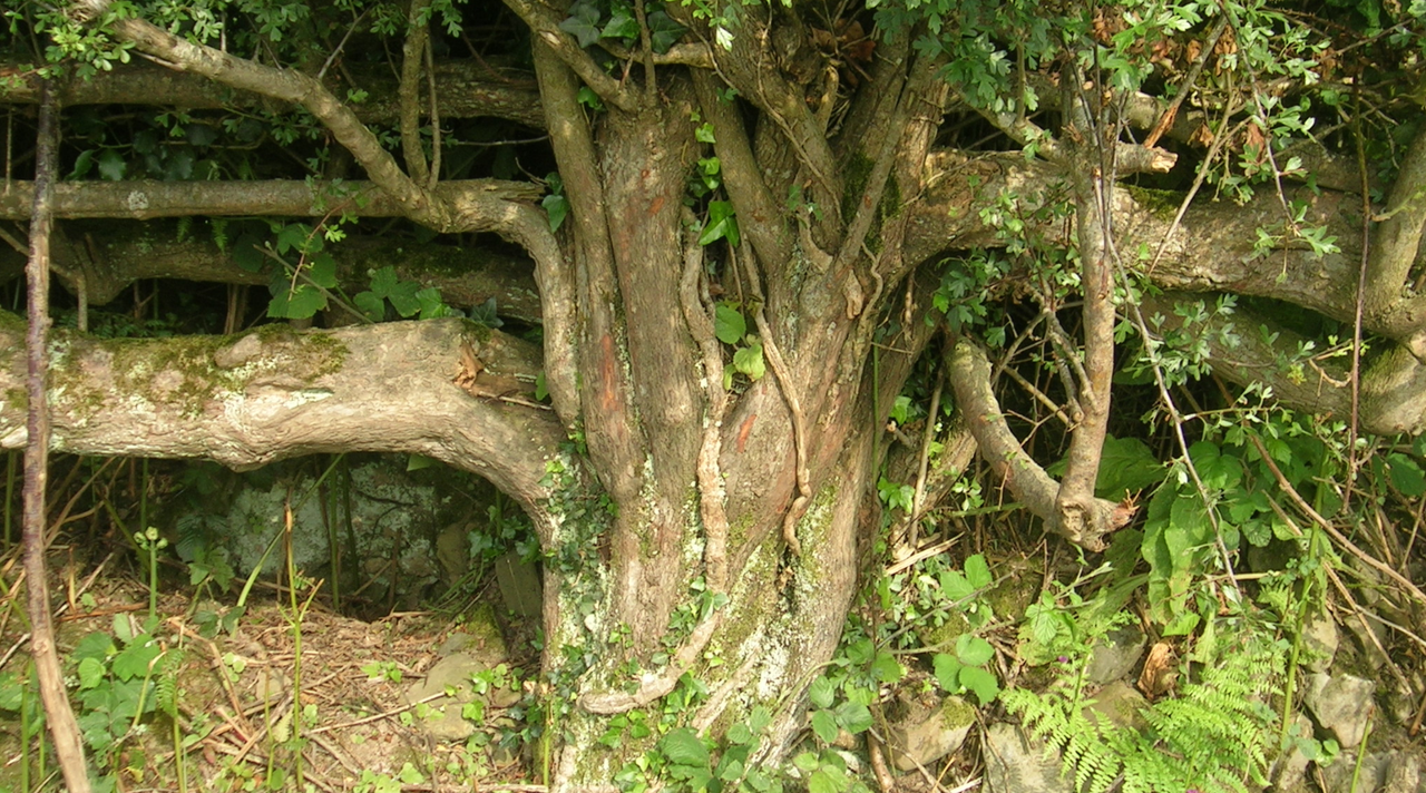 New group calls for hedgerow-specific legislation to be introduced