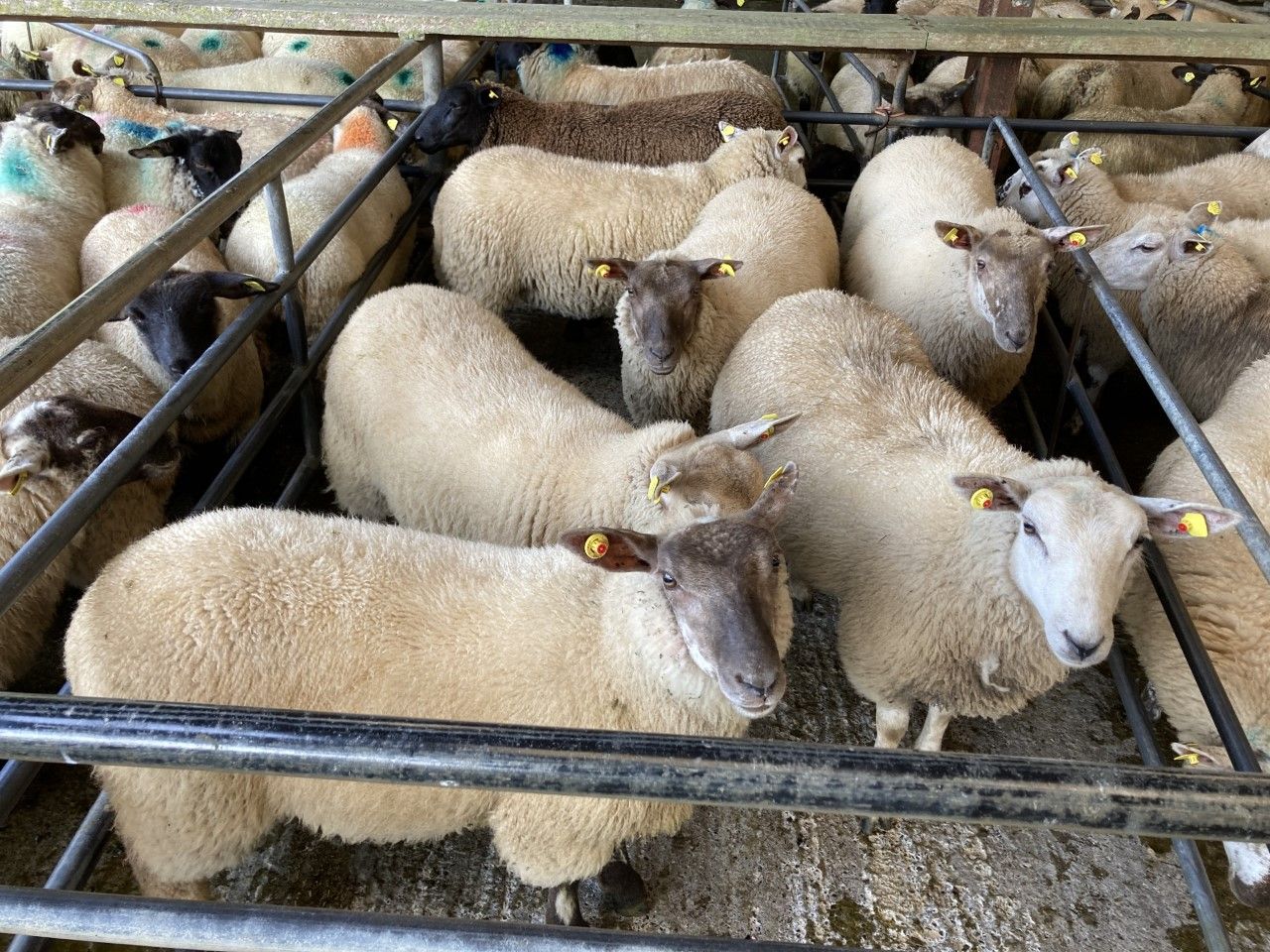 Sheep trade: Lamb prices continue to slip back