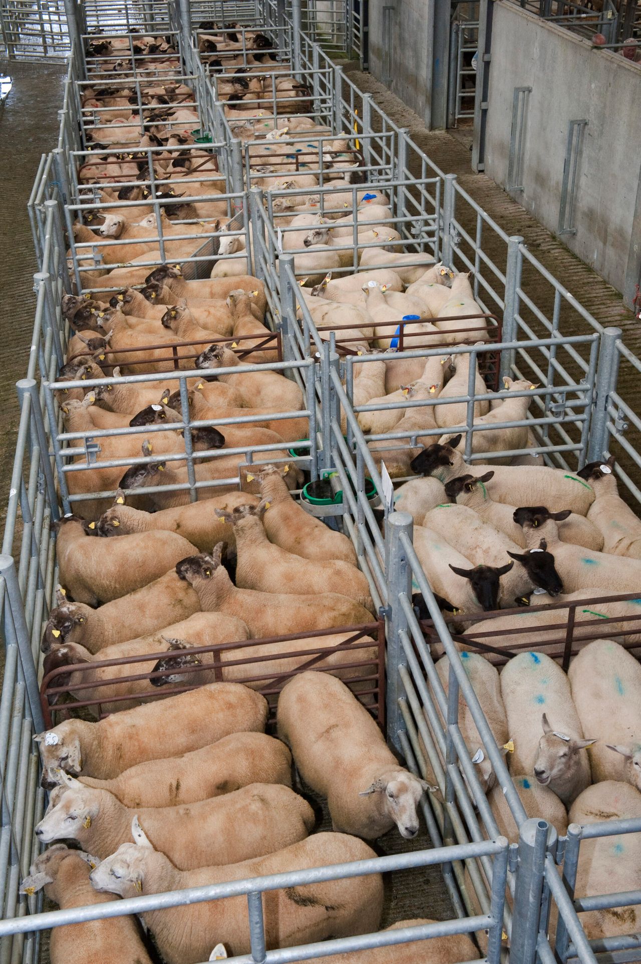 Details of new Clean Livestock Policy for sheep announced