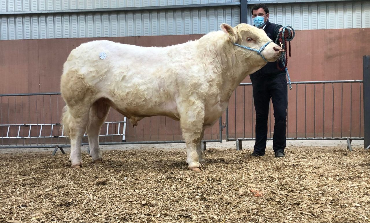 Multi-breed pedigree sale topped at €4,800 in Carrick-on-Shannon