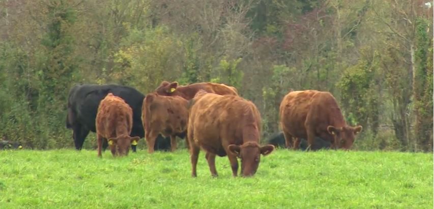Dexter breed society comes to midlands for AGM