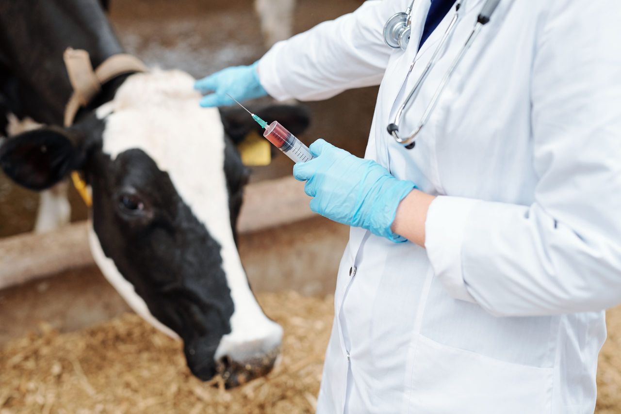 New consultation on proposed fees for 2026 vet medicinal products