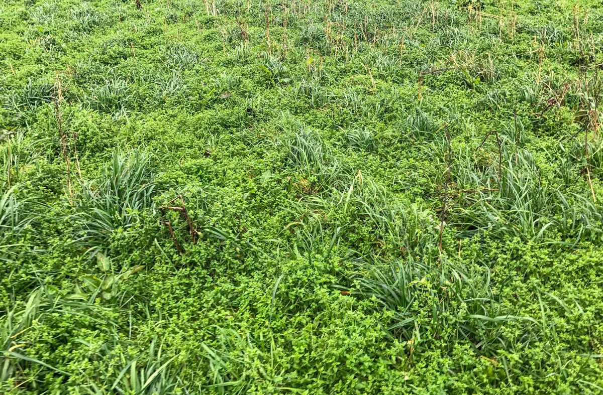 €5.3m in payments on way to 1,000 organic farmers