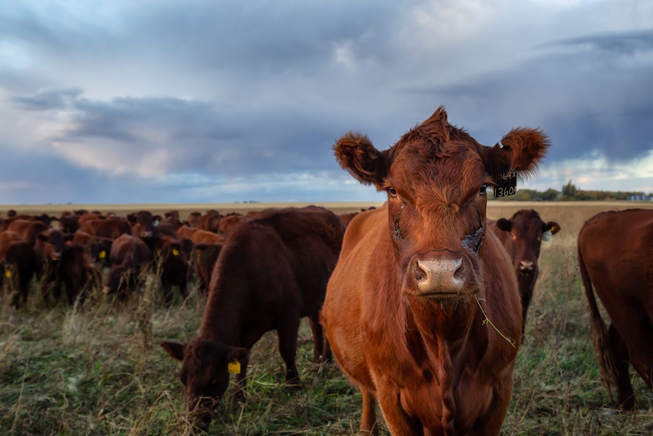 Govt 'not doing enough' as Mercosur deal set to enter into force