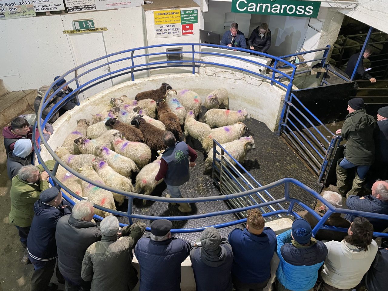 Mart report: Big show and hot trade at Carnaross sheep sale
