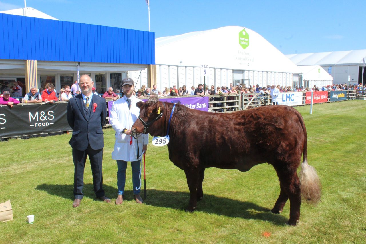 Balmoral Show: 'High standards' in stock across cattle classes